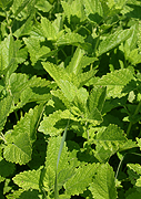 Tarongina